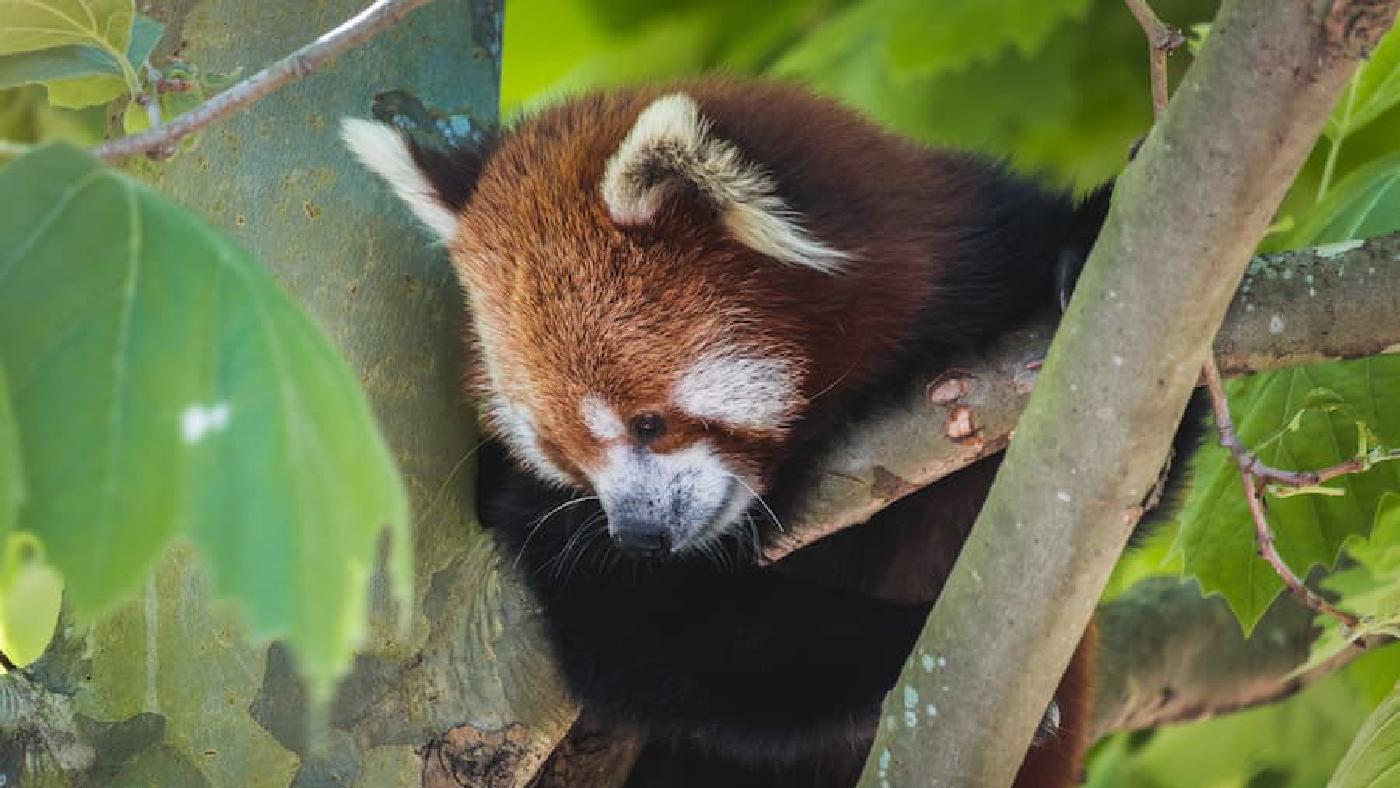 Firefox学生マーケティングチームに参加しました